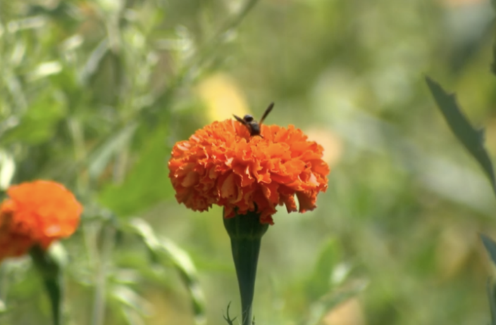 flower with bee